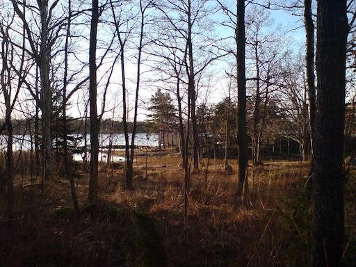 Low sun shines through a forest with the sea behind the trees on Kadermo island near Hanko.