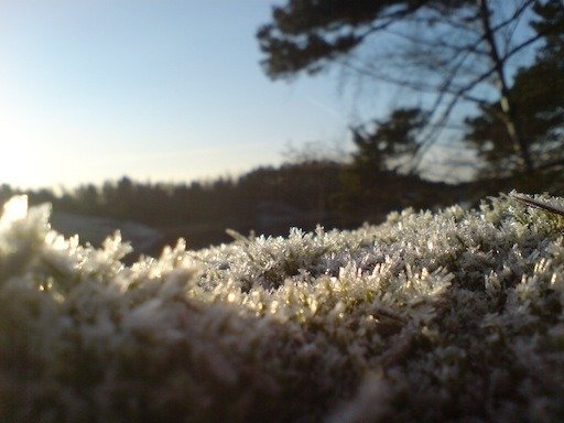 Frost crystals cover low plants in the low winter sun on Kadermo island near Hanko.