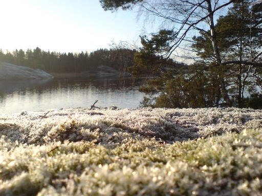 White frost covers the moss in front of a calm bay on Kadermo island near Hanko.
