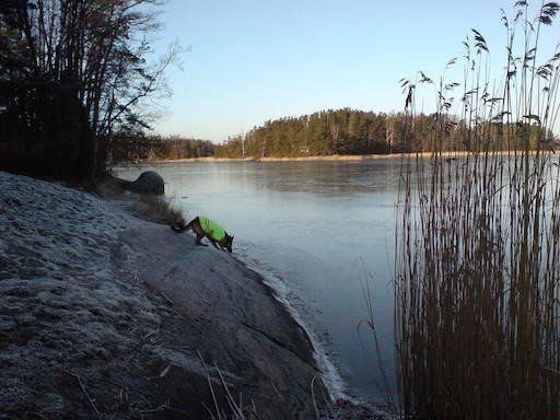 A dog walks down a frosty rock toward the water beside tall reeds on Kadermo near Hanko.
