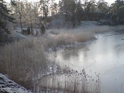 Frost covers the reeds and grass around a frozen inlet on Kadermo island near Hanko.