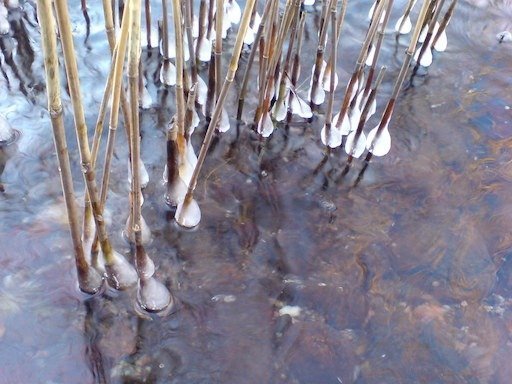Ice forms small balls on reed stems in the frozen water on Kadermo island near Hanko.