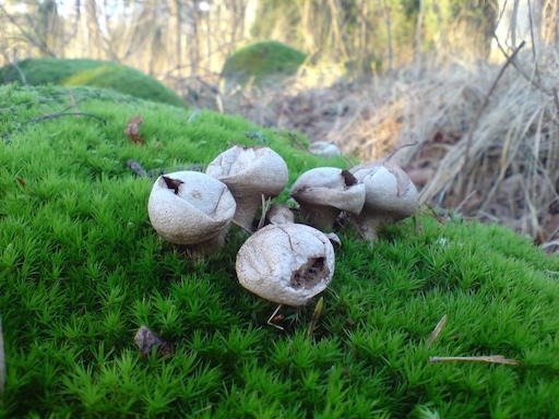 A group of small white mushrooms grows on bright green moss on Kadermo island near Hanko.