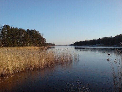 Golden reeds grow along a calm bay with forested islands in the archipelago near Hanko.
