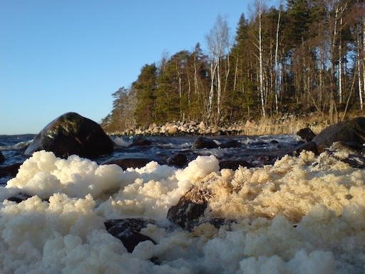 Frozen sea foam covers the rocky shore below a pine forest on Kadermo island near Hanko.