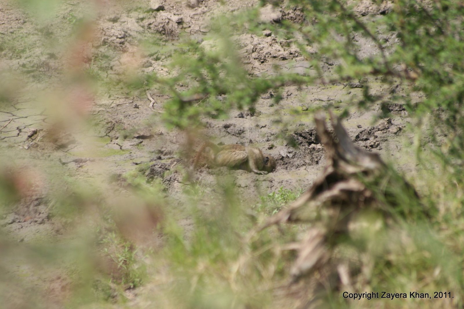 An animal hides behind tall grass and bushes in the bush near Hoedspruit.
