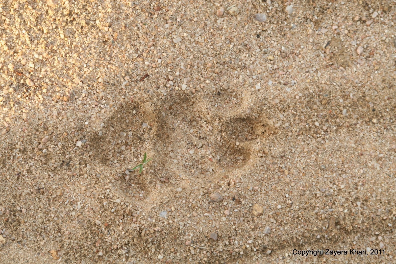 Paw prints of a large animal show in the sand near Hoedspruit.
