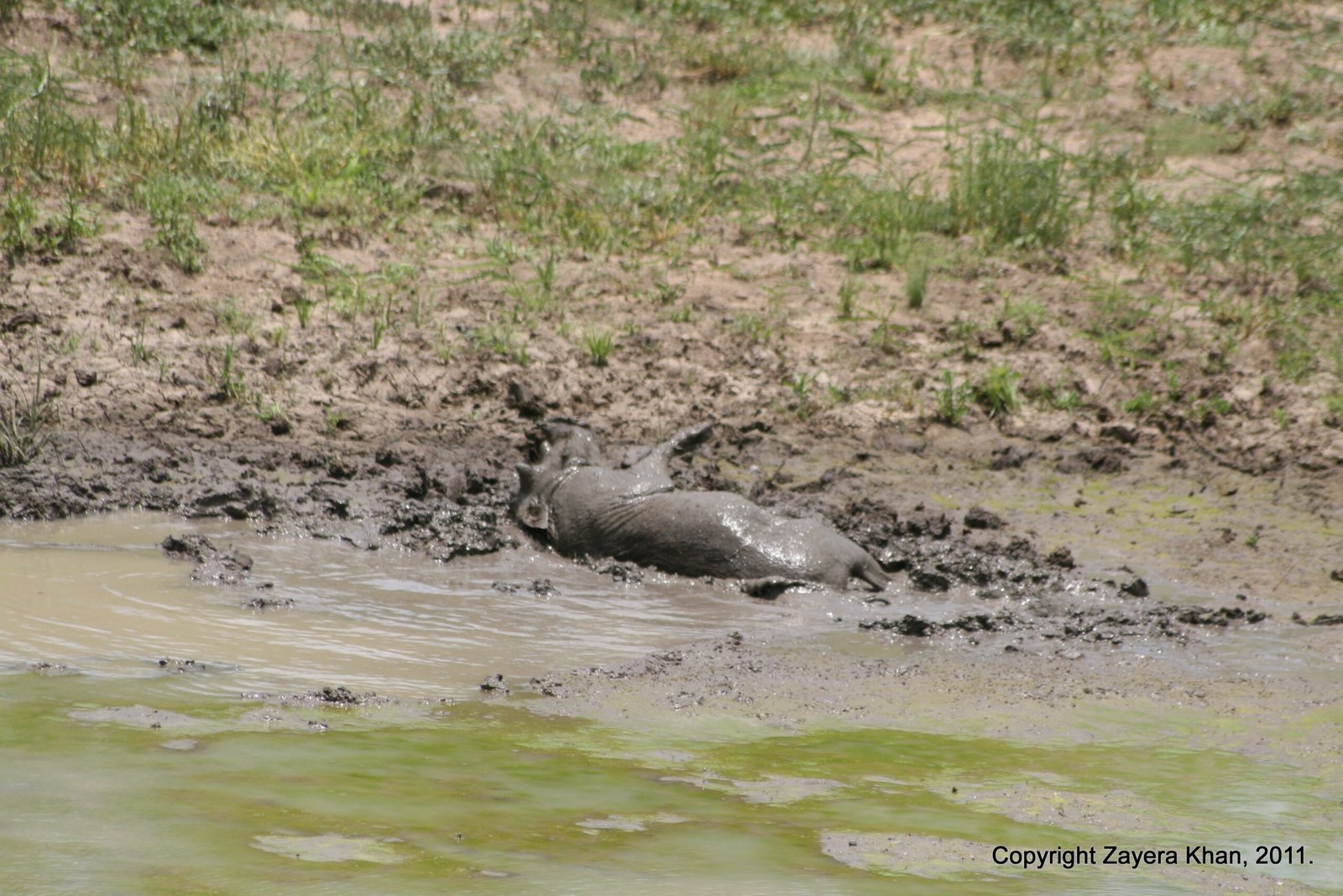 An animal lies in a grey mud wallow by a waterhole near Hoedspruit.