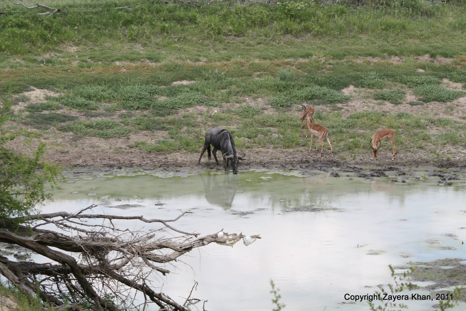A wildebeest and impalas drink at a waterhole near Hoedspruit.