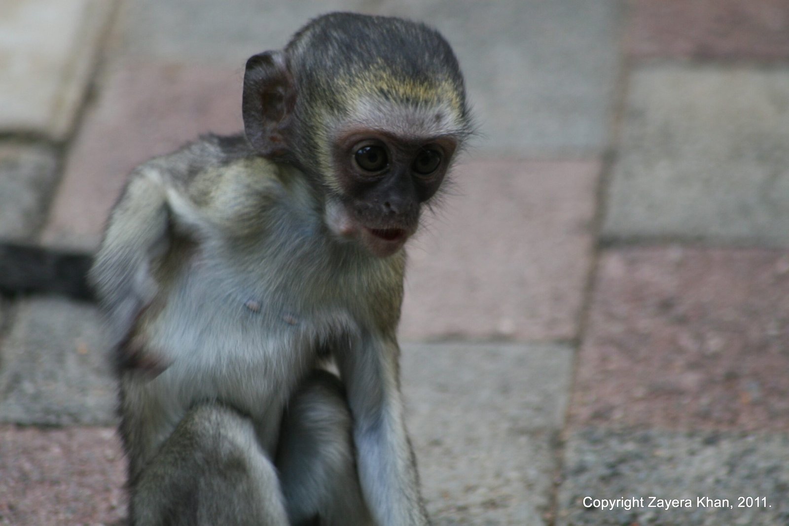 A baby vervet monkey sits on paving stones at the camp near Hoedspruit.