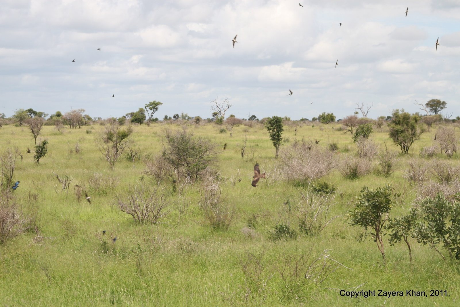Many birds fly over open green savanna with small bushes near Hoedspruit.