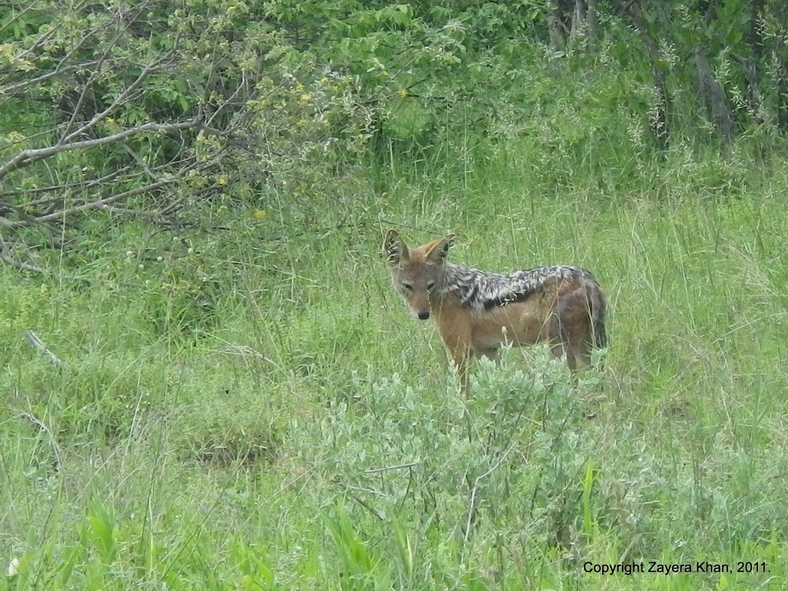 A black-backed jackal stands in green grass in the bush near Hoedspruit.