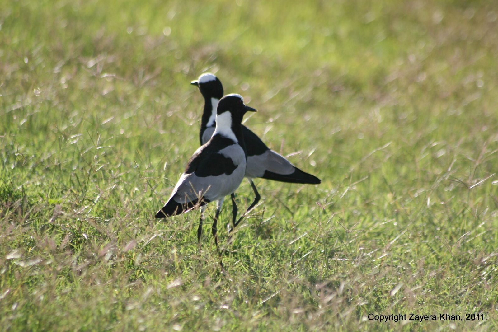 Two blacksmith lapwings stand in green grass near Hoedspruit, South Africa.