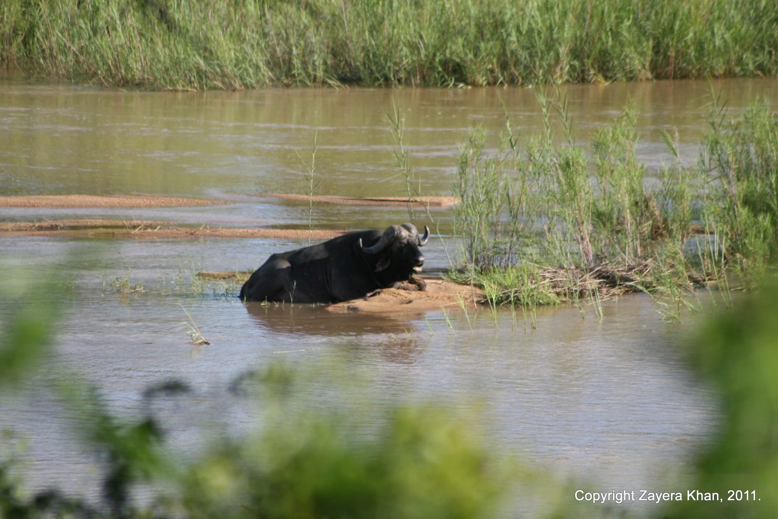 A buffalo lies in a shallow river among reeds near Hoedspruit, South Africa.