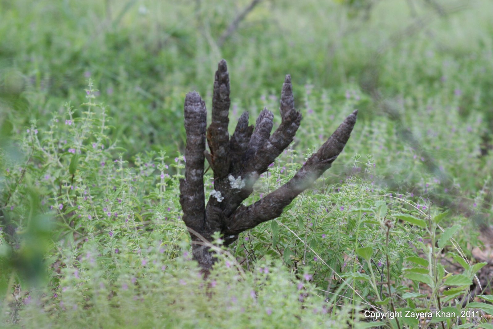A black dry plant stands up among green grass in the bush near Hoedspruit.