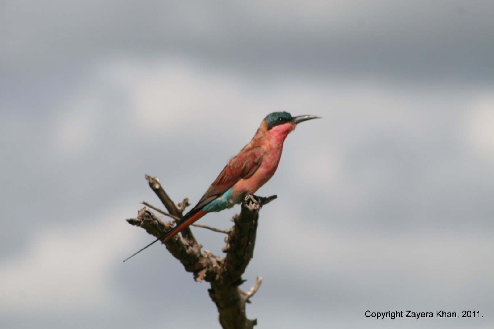 A carmine bee-eater sits on a dead branch against a grey sky near Hoedspruit.
