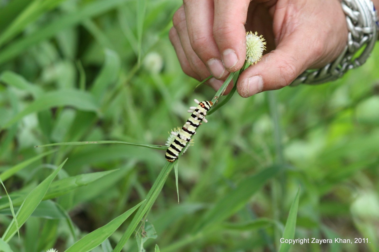 A hand holds a grass stem with a striped caterpillar in the bush near Hoedspruit.