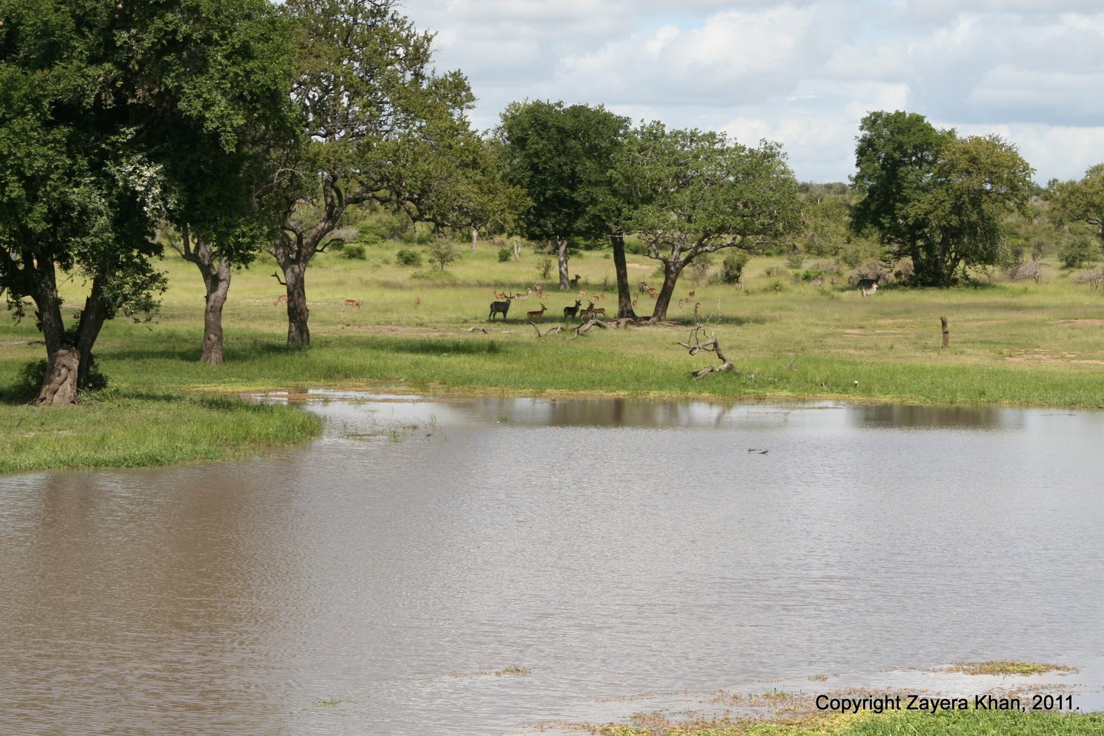 A small dam lies in front of savanna trees under a cloudy sky near Hoedspruit.