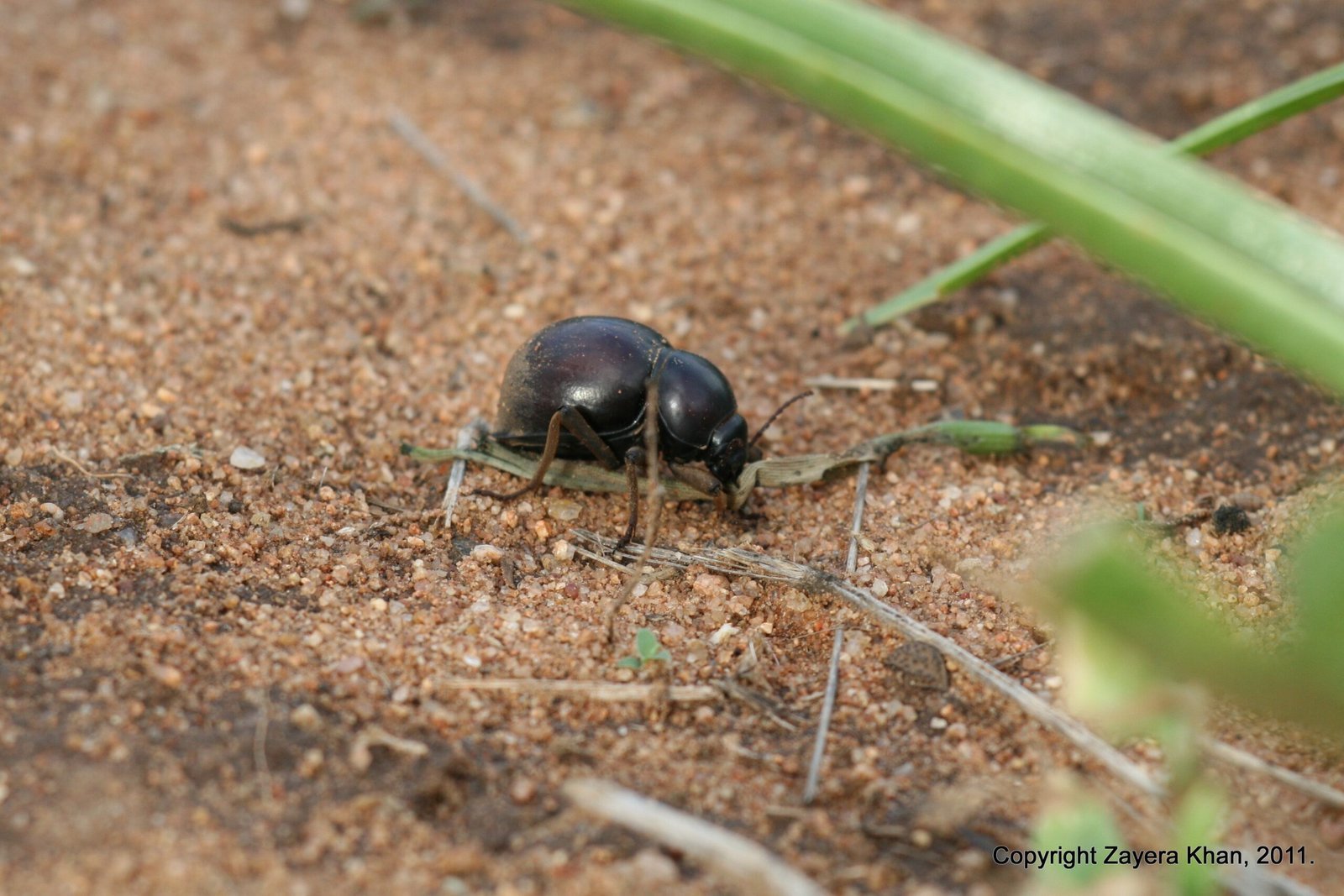 A black dung beetle walks on red sand in the bush near Hoedspruit.