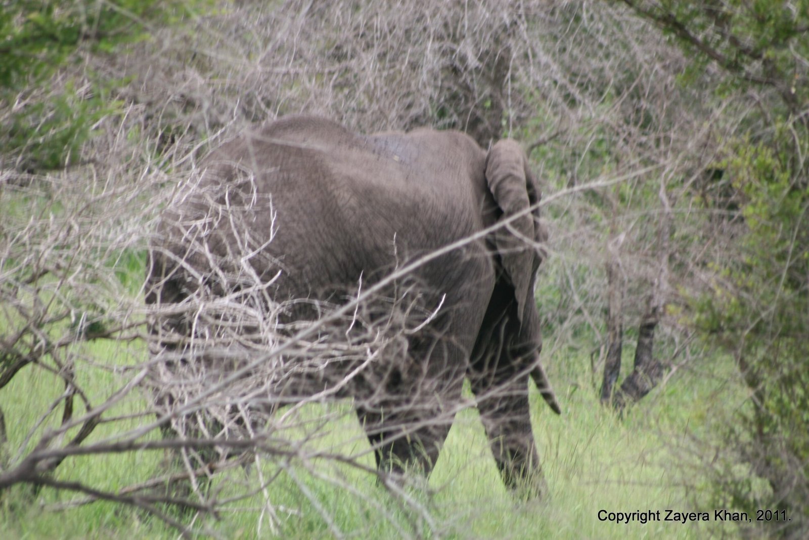 An elephant feeds behind dry branches in the bush near Hoedspruit.