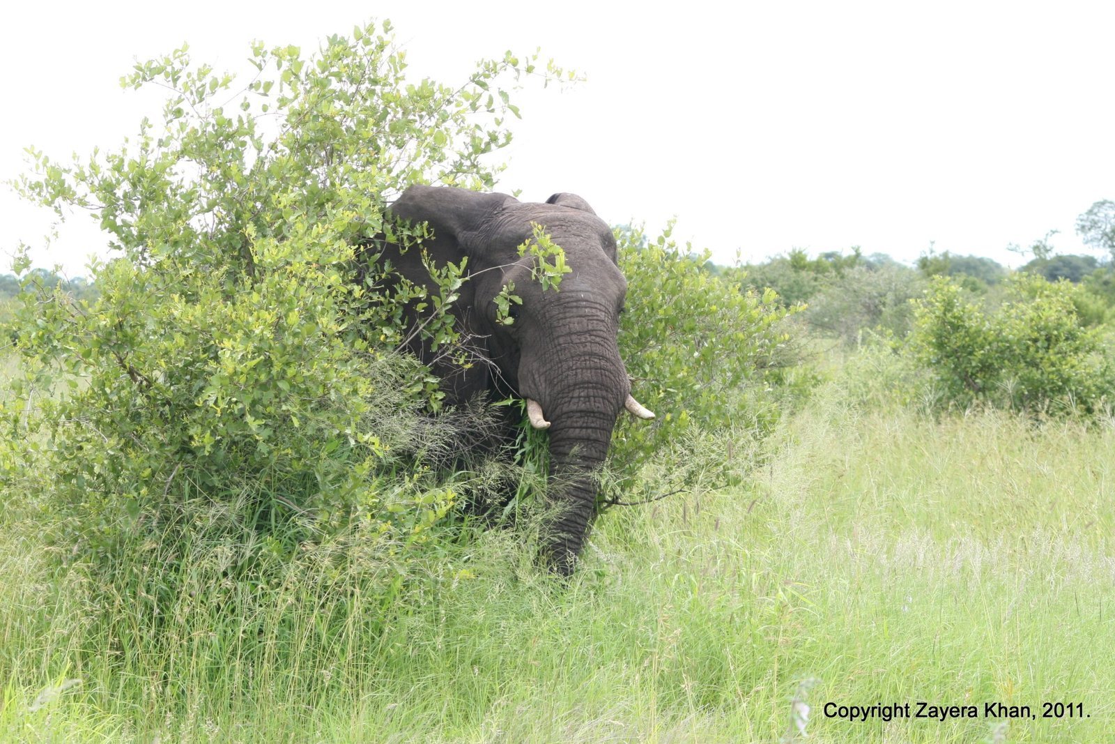 An elephant stands behind a green bush near Hoedspruit.