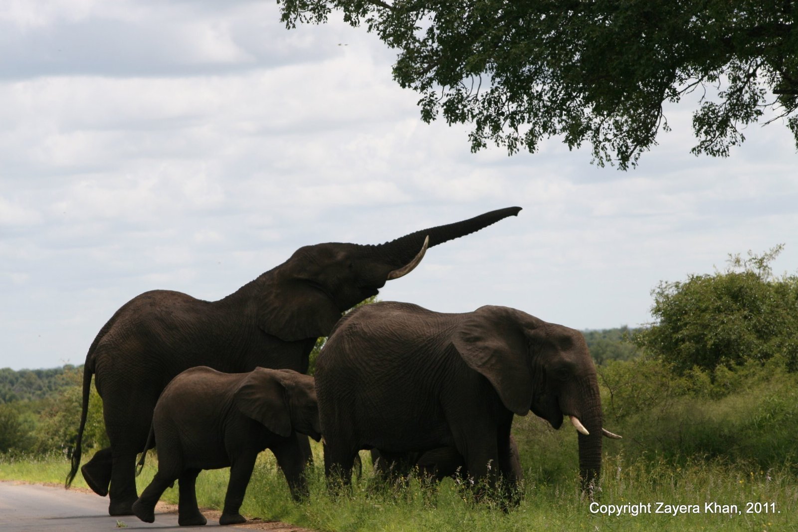 Elephants with a calf walk by the road and one lifts its trunk in South Africa.