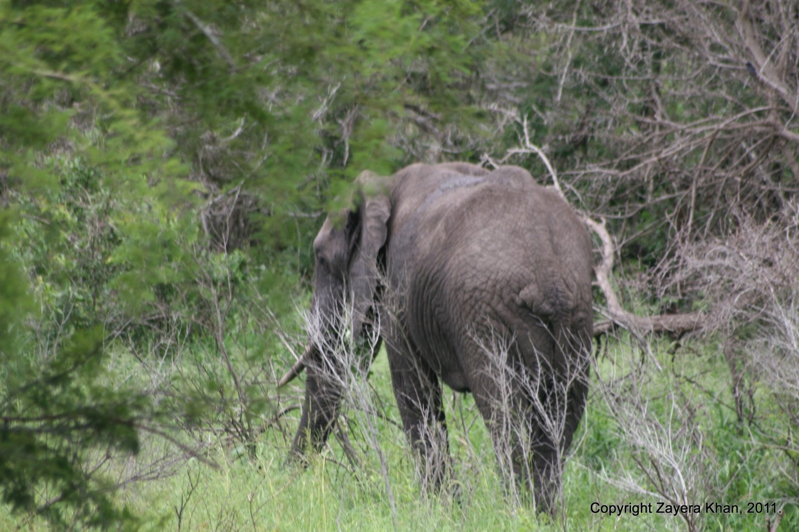 An elephant feeds among green bushes and dry branches near Hoedspruit.