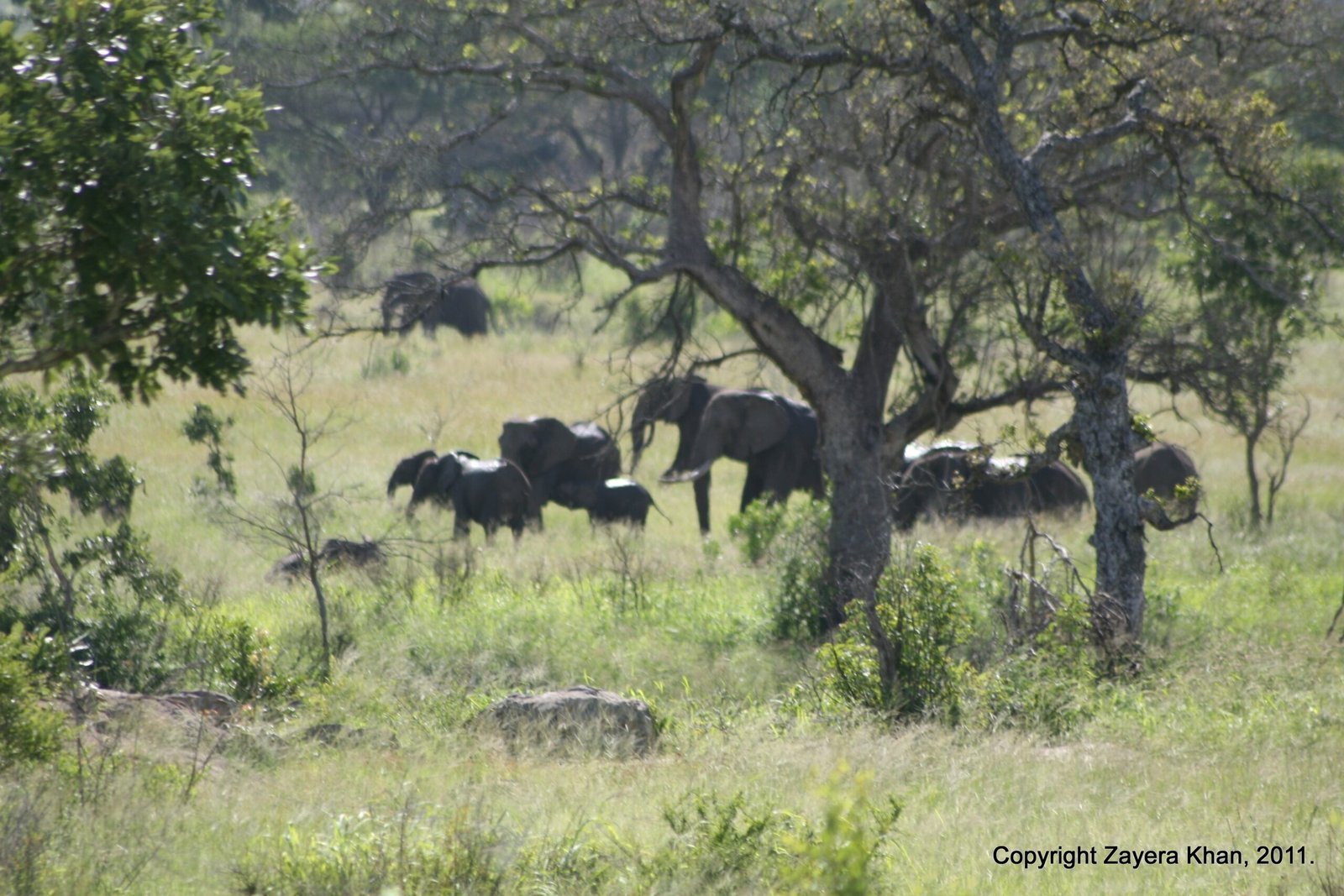 A herd of elephants feeds under trees on the savanna near Hoedspruit.
