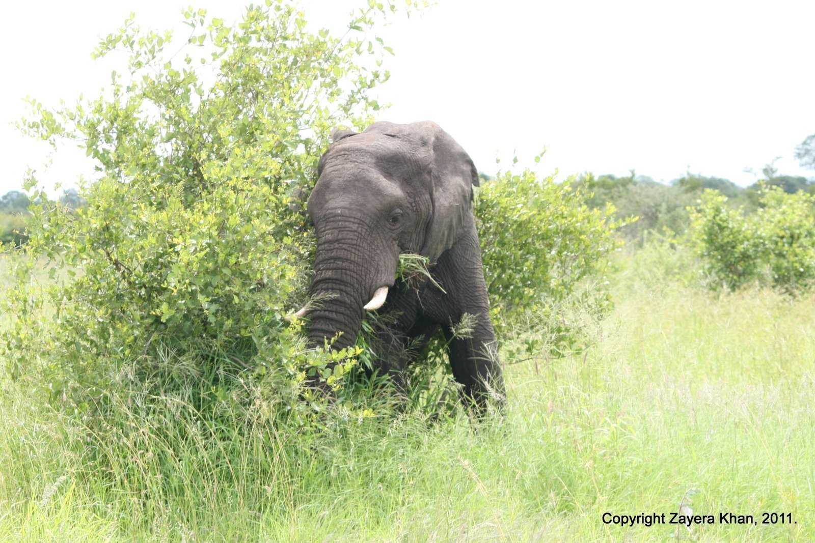 An elephant walks out of green bushes near Hoedspruit.