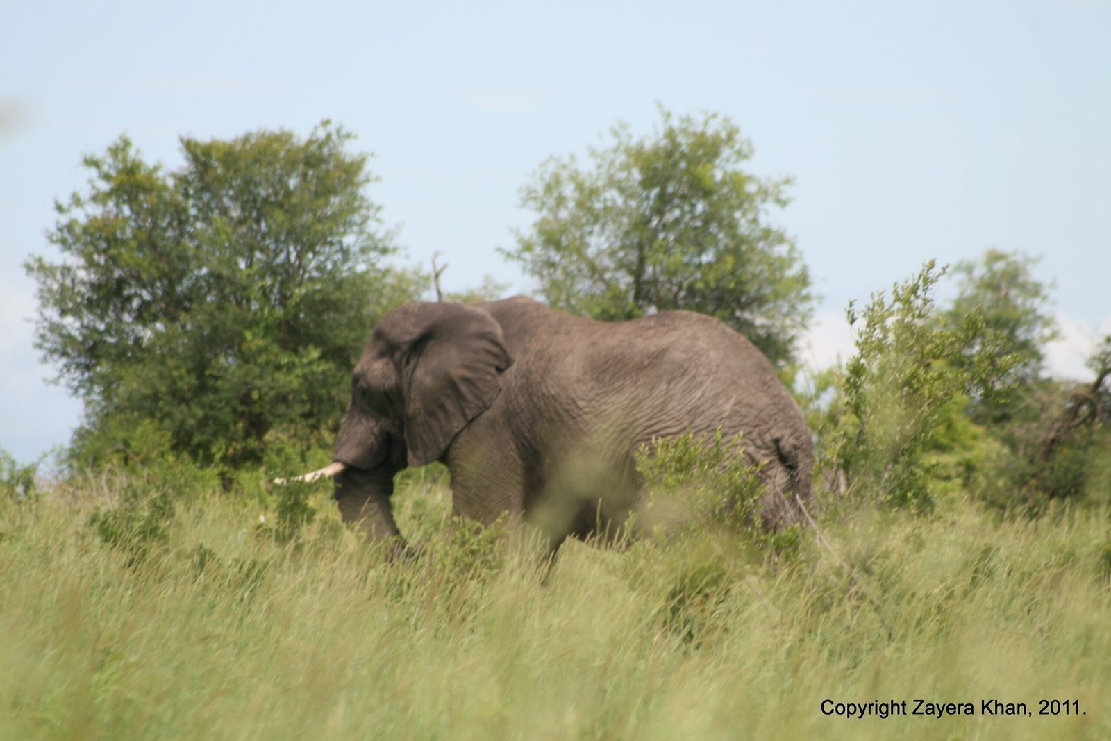An elephant walks through tall grass past green trees near Hoedspruit, South Africa.