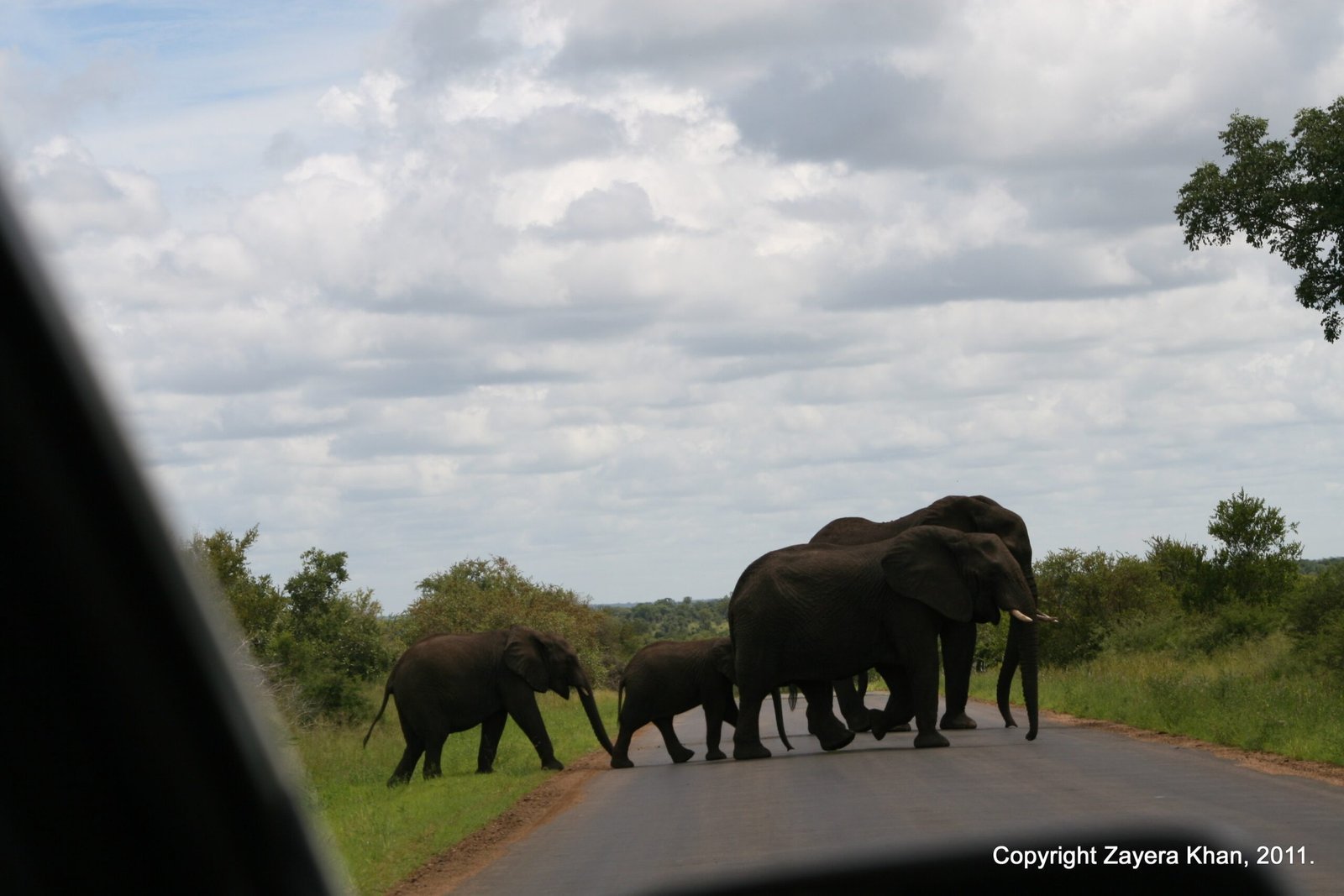A family of elephants crosses a tarred road in the bush of the Lowveld, South Africa.