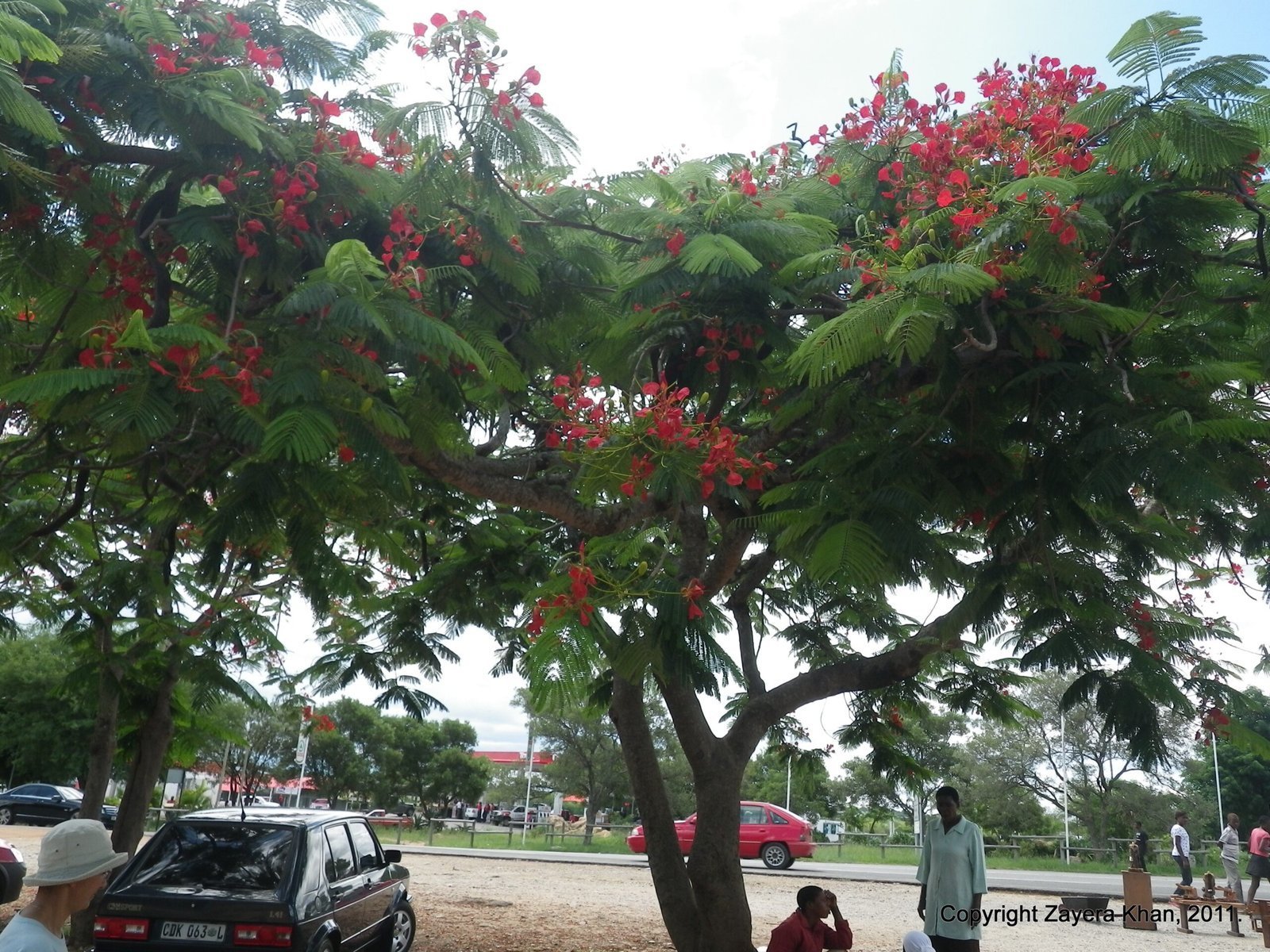 A flame tree with red flowers stands over parked cars in a small town in South Africa.