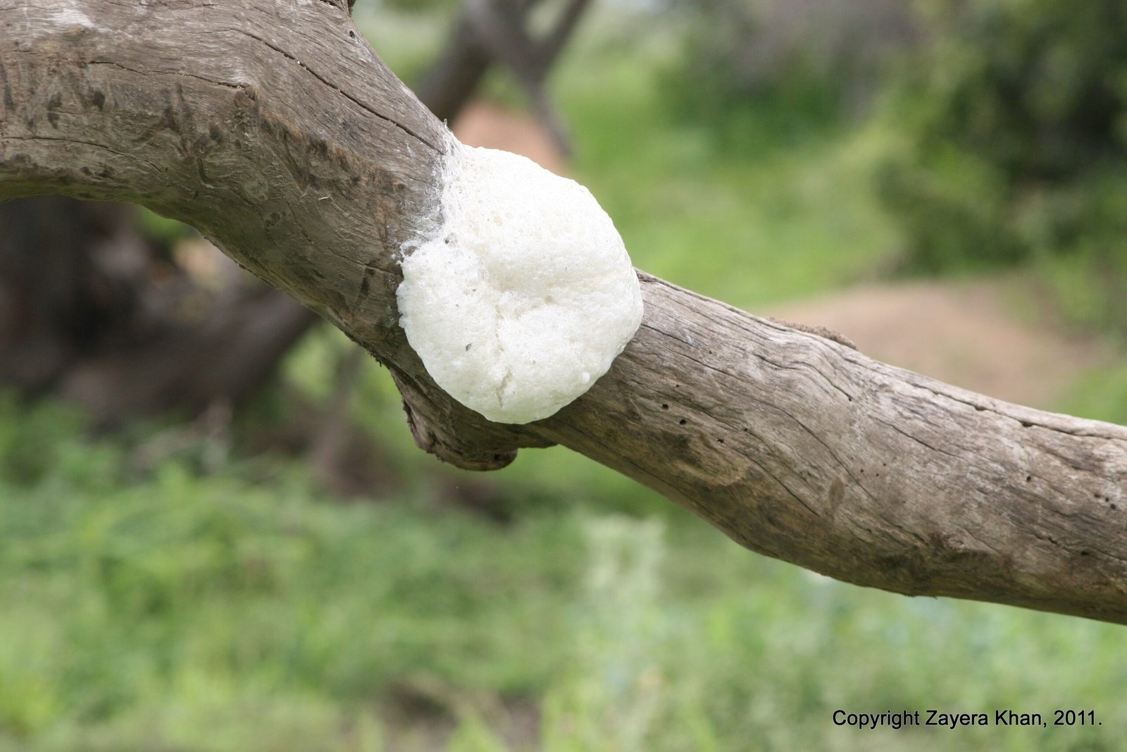 A white foam nest of a tree frog hangs on a branch near Hoedspruit.