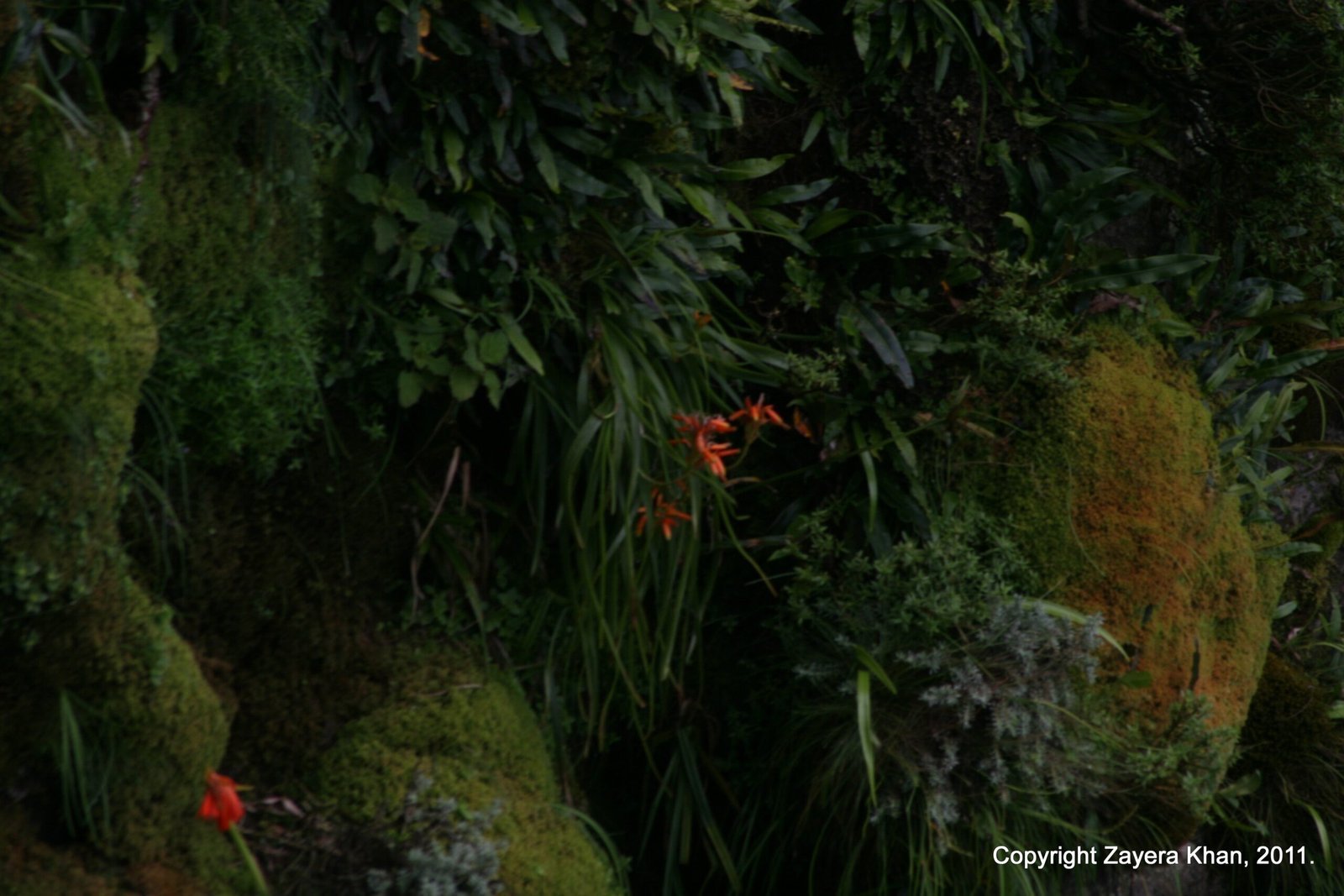 Red flowers grow among dark green plants and moss in a garden near Hoedspruit.