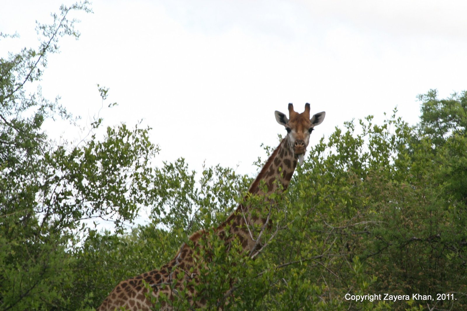 A giraffe looks over the top of green trees near Hoedspruit.