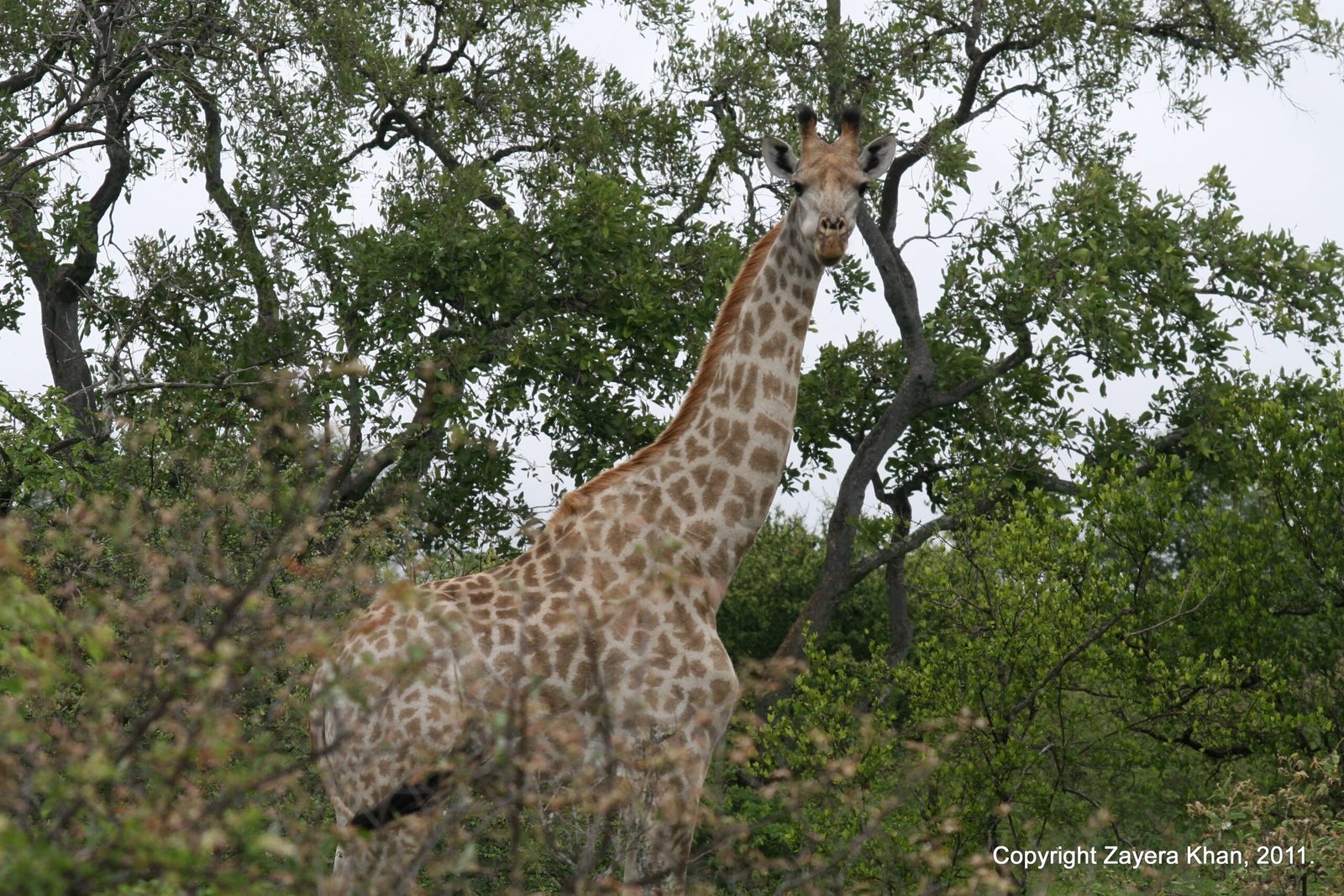 A giraffe stands among trees and looks at the camera near Hoedspruit.