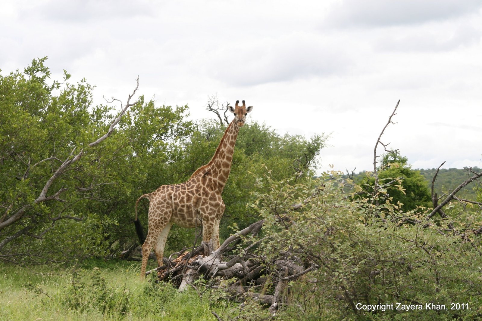 A giraffe stands by a fallen dead tree near Hoedspruit.