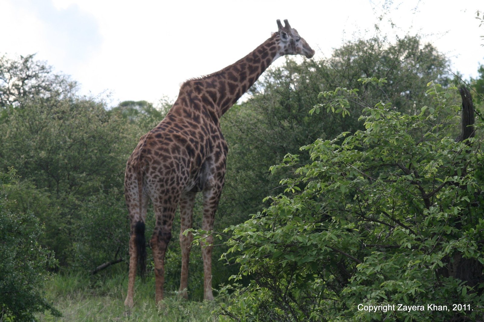 A giraffe eats leaves from a tall tree near Hoedspruit.