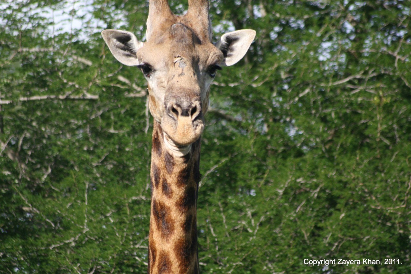 A giraffe looks at the camera in front of green trees near Hoedspruit.