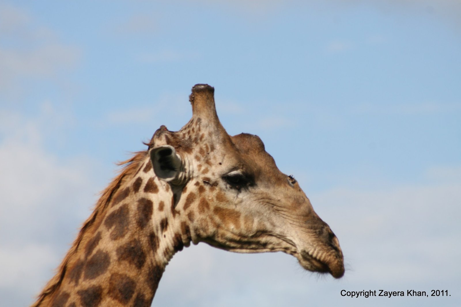 The head and neck of a giraffe show against a blue sky near Hoedspruit.