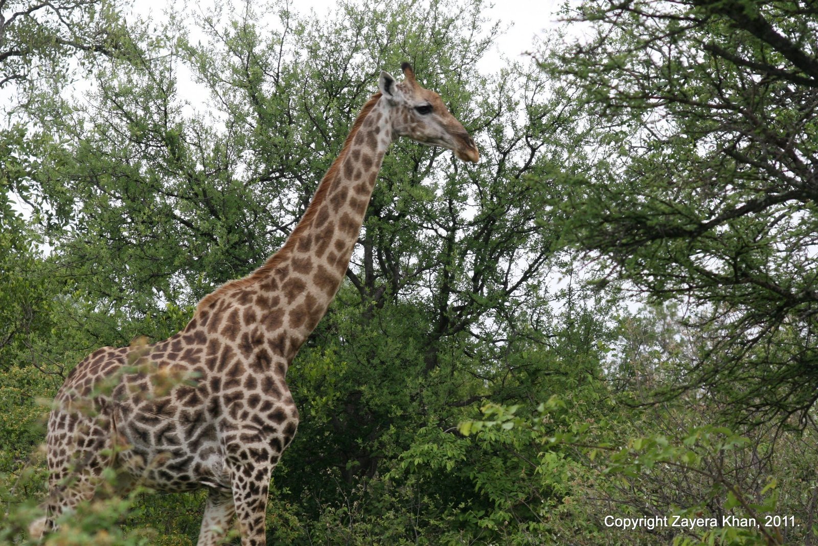 A giraffe walks between thorn trees near Hoedspruit, South Africa.