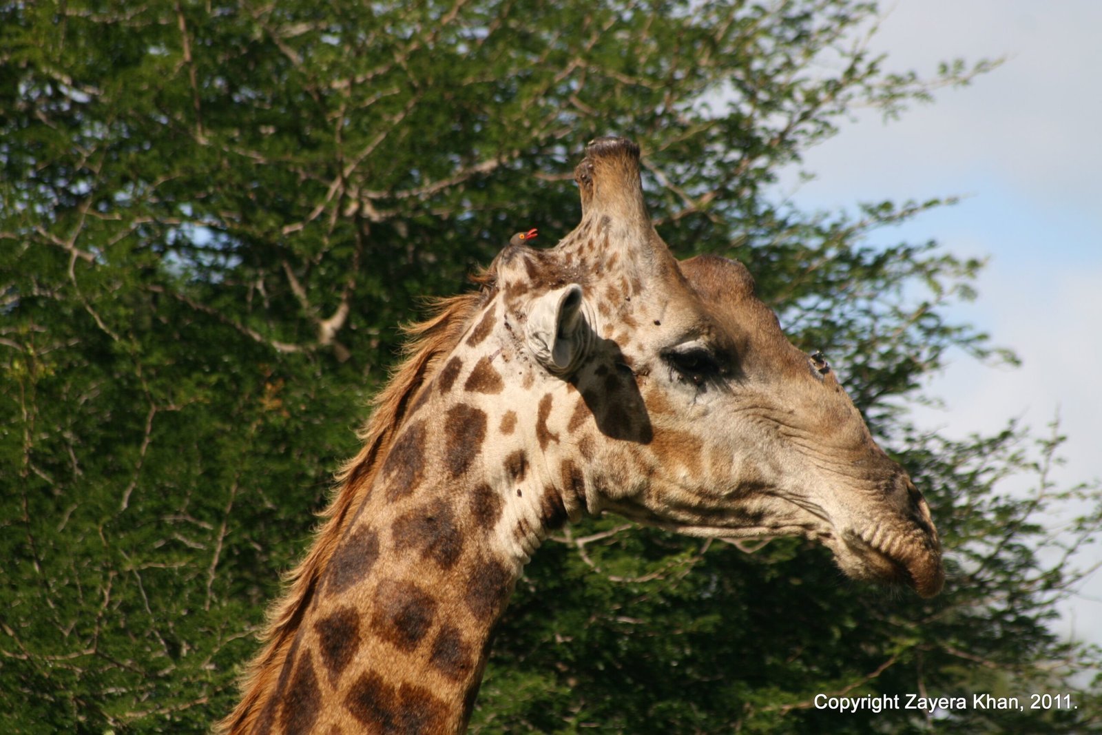 A giraffe feeds from a tree under a blue sky near Hoedspruit.