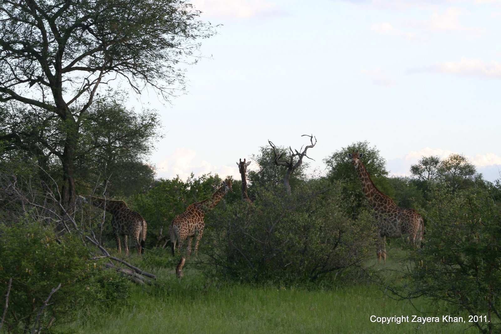 Several giraffes stand among trees and bushes near Hoedspruit.