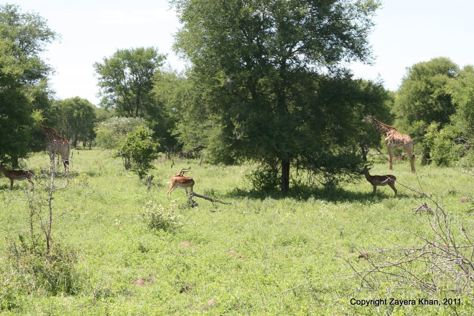 Giraffes and impalas share a green clearing near Hoedspruit.