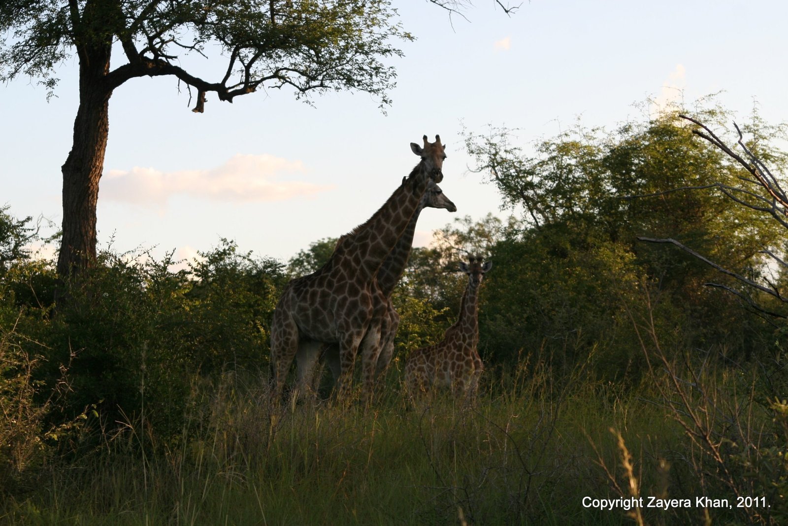 Two giraffes stand among trees in the evening light near Hoedspruit.