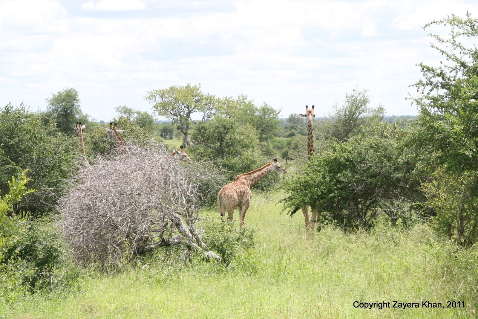 Giraffes stand among green bushes near Hoedspruit, South Africa.