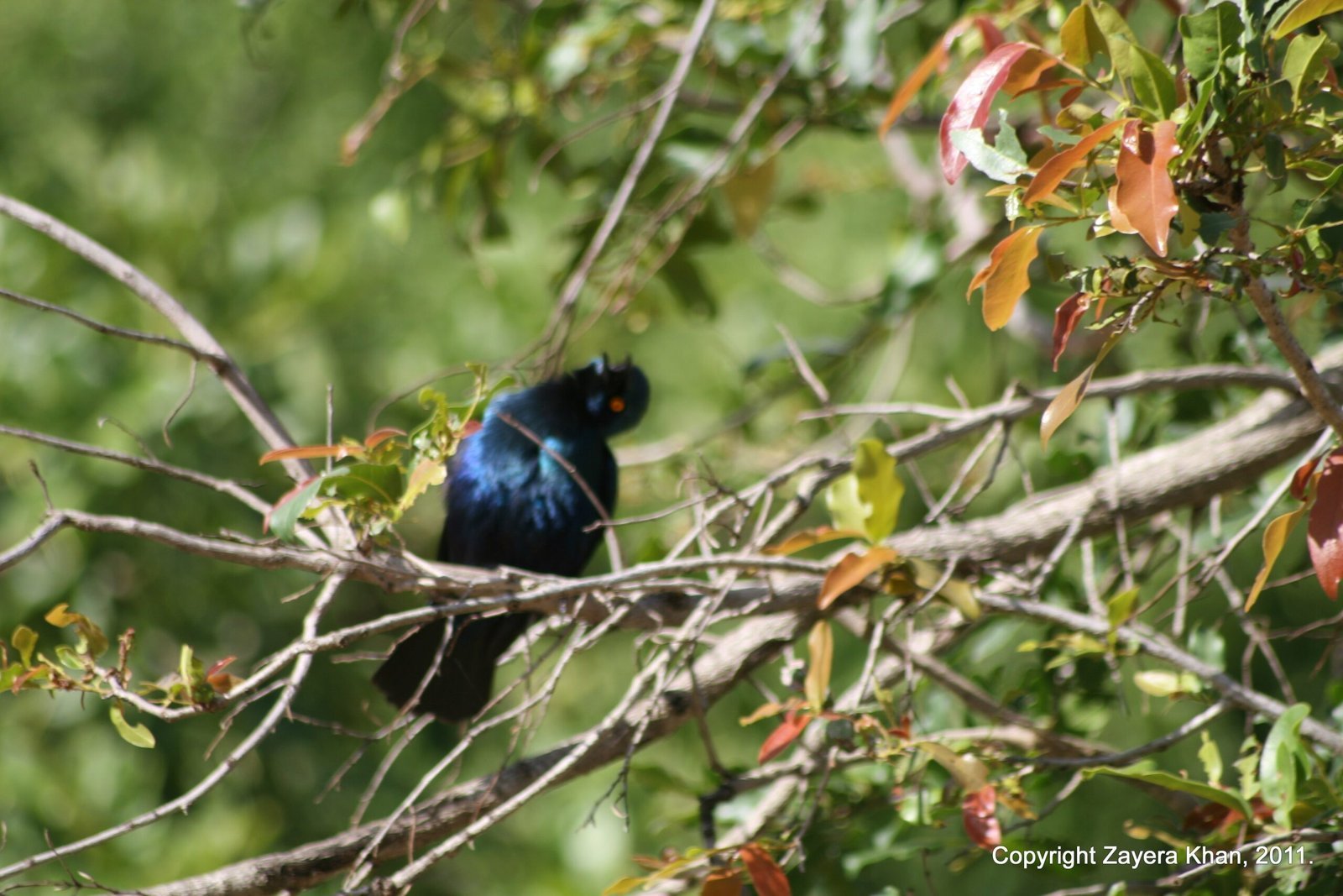 A glossy starling with blue feathers sits in a tree near Hoedspruit, South Africa.