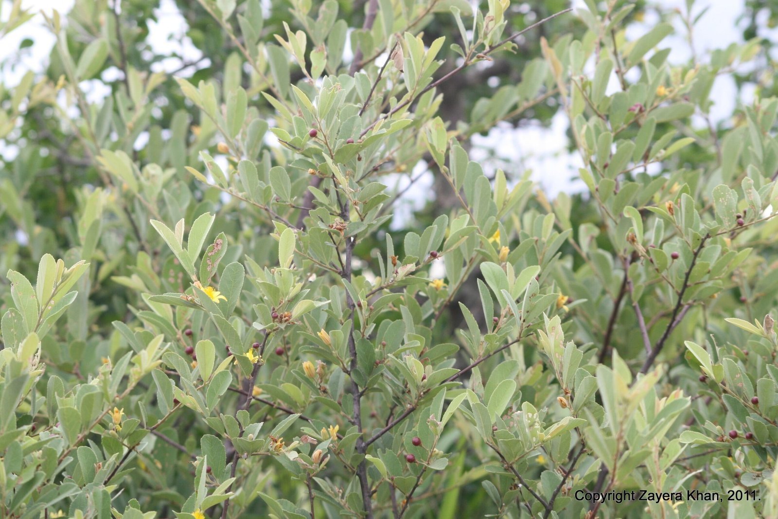 A green leafy shrub grows in the bush near Hoedspruit, South Africa.