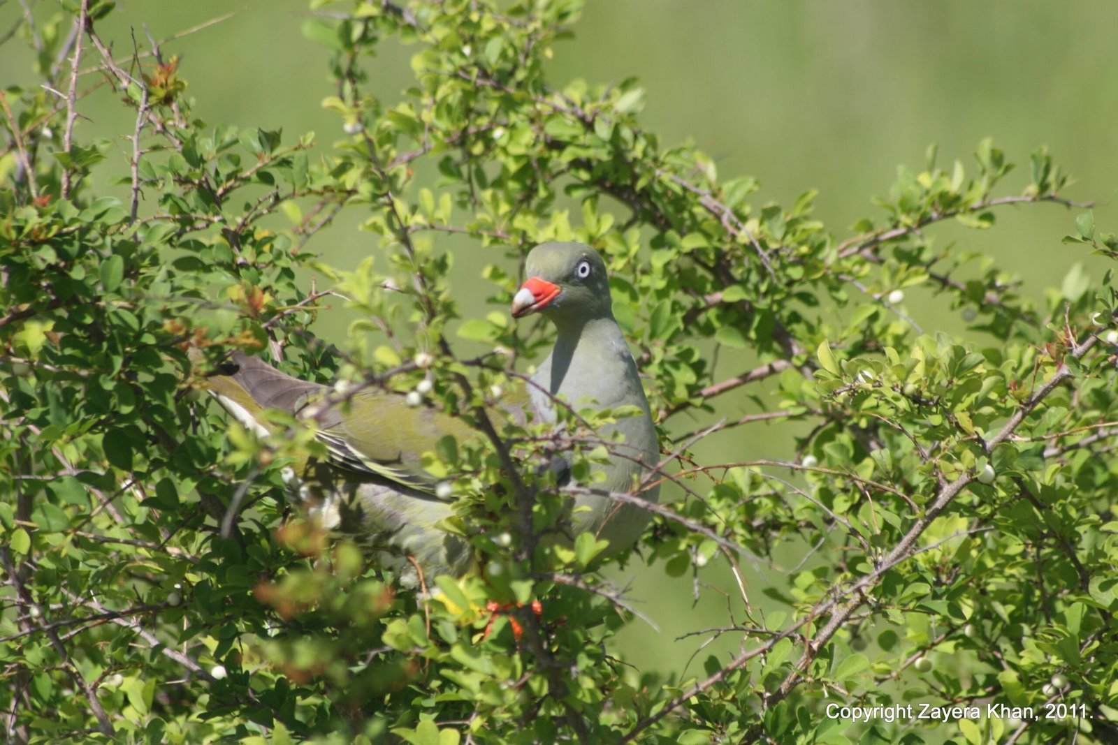 A green pigeon with a red bill sits in a leafy tree near Hoedspruit.