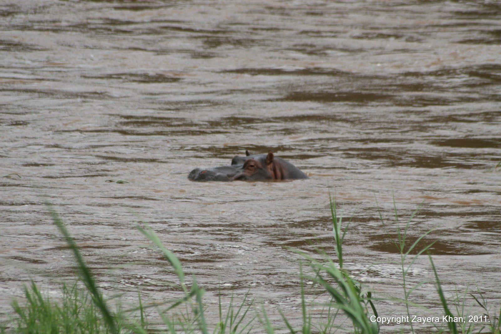 A hippo shows its head above the brown water of a river near Hoedspruit.